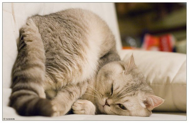 604x394, 46 Kb / кот, спит