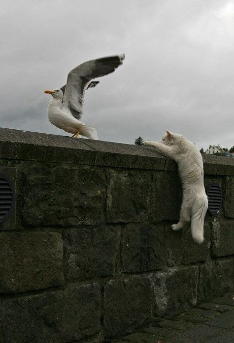 475x698, 58 Kb / кот, чайка, промах