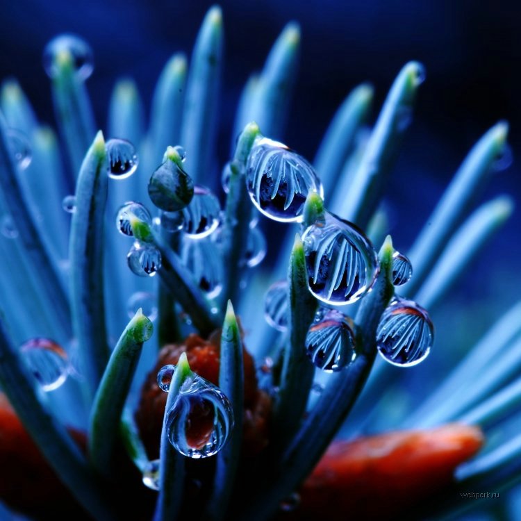 750x750, 80 Kb / капли