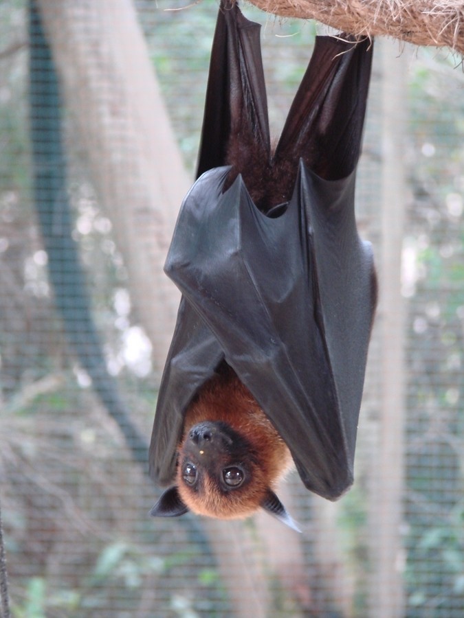 675x900, 117 Kb / летучая мышь