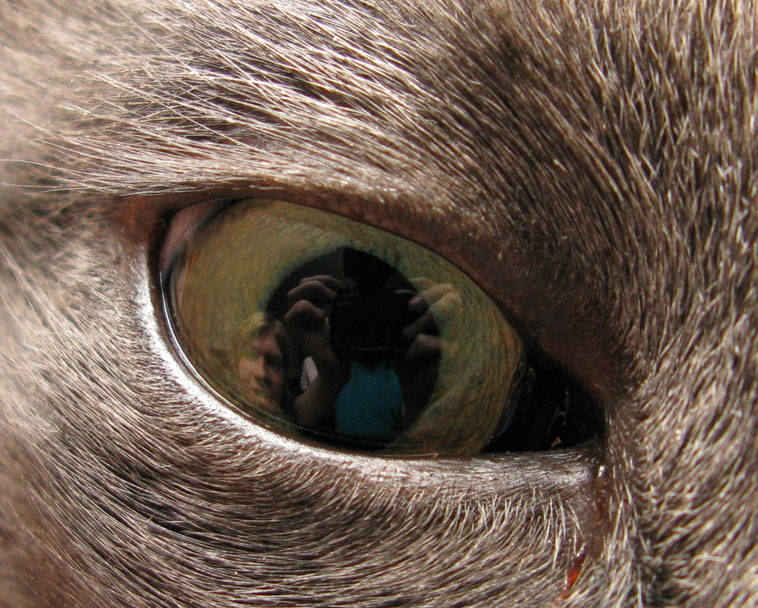 758x608, 196 Kb / кот, глаз, фотоаппарат