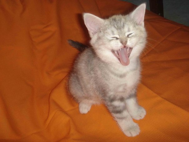 604x453, 39 Kb / кот, кошка, зевает, оранжевый