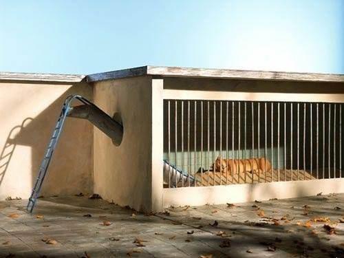 500x375, 28 Kb / Лев, горка, дети