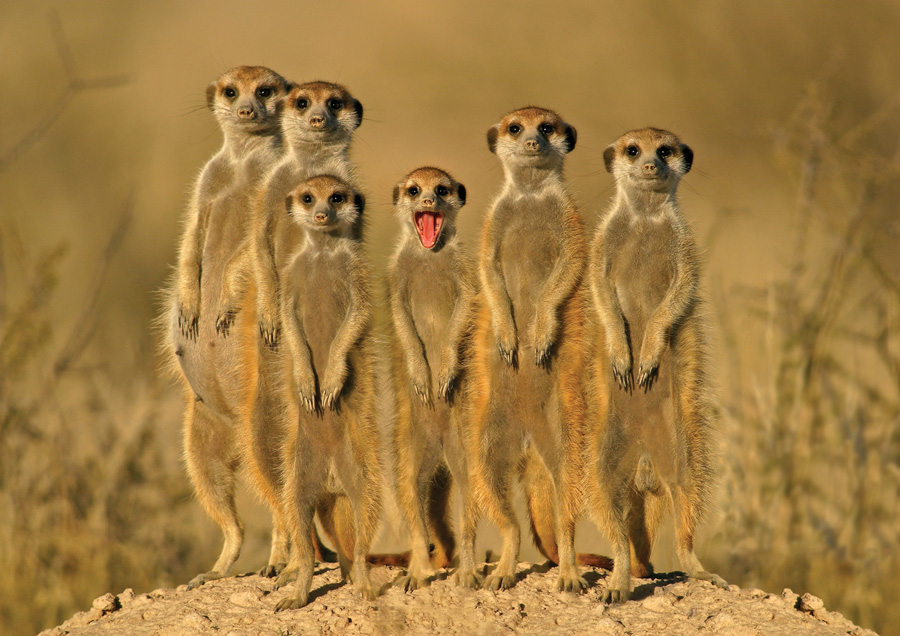 900x636, 205 Kb / суслики, сурикаты