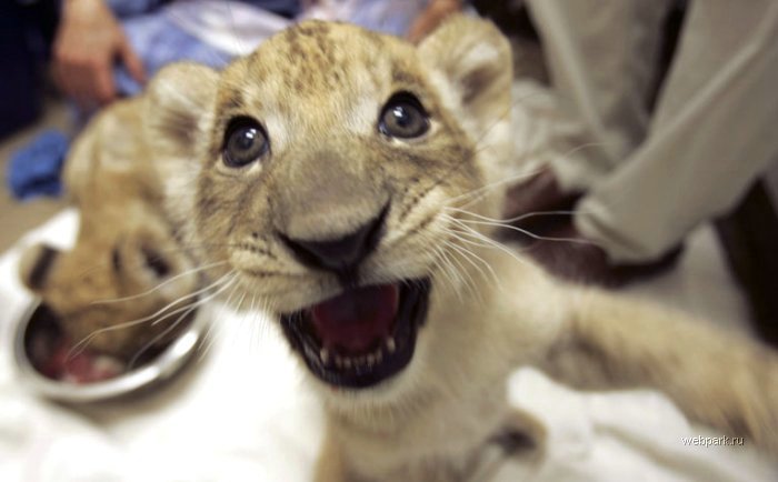 700x434, 41 Kb / лев, индусы, пасть