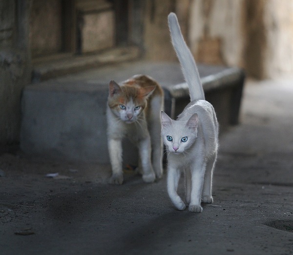 600x523, 82 Kb / кот, кошка, опасность