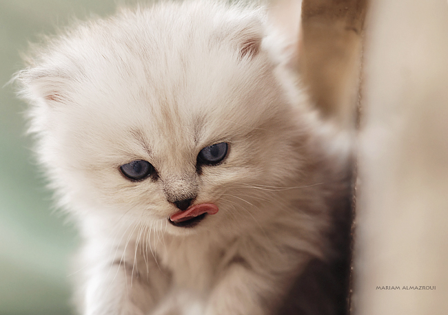 650x458, 198 Kb / котёнок