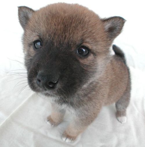 500x507, 28 Kb / щенок, собака