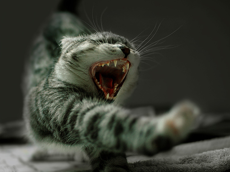 740x553, 115 Kb / кот, зевок, потягушки