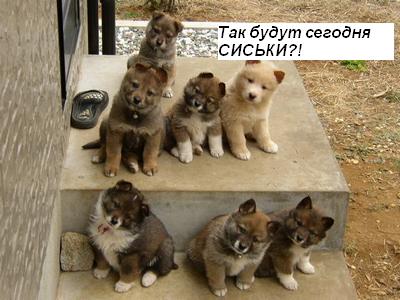 400x300, 27 Kb / собаки, сиськи, просят