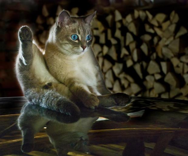 620x515, 37 Kb / СЖБ, кот