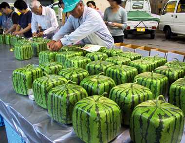 380x294, 22 Kb / арбуз