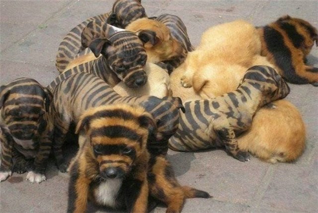 640x428, 63 Kb / щенки, окрас, полосатые