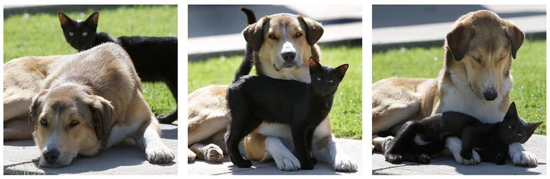 800x260, 41 Kb / дружба, кошка, собака