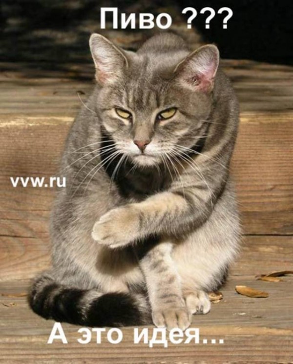 600x743, 98 Kb / кот, пиво, пятница
