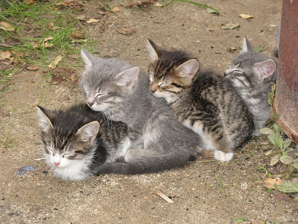 600x450, 260 Kb / котята