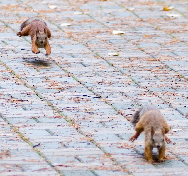 641x600, 228 Kb / белки, бег