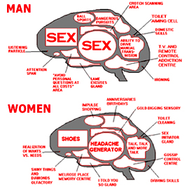 270x270, 112 Kb / мозг, устройство