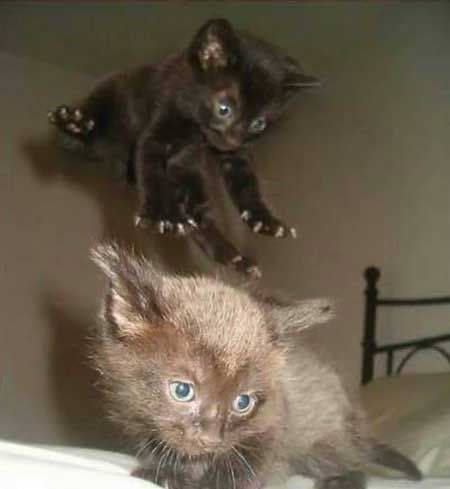 450x489, 19 Kb / котята