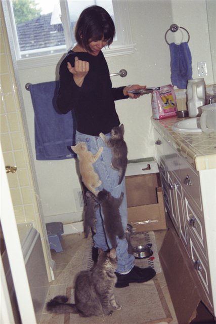 427x640, 47 Kb / девушка, кухня, котята