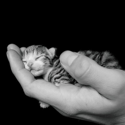 500x500, 53 Kb / рука, котенок