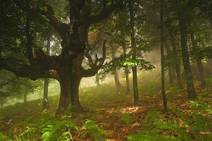 700x466, 103 Kb / лес, дуб, сила