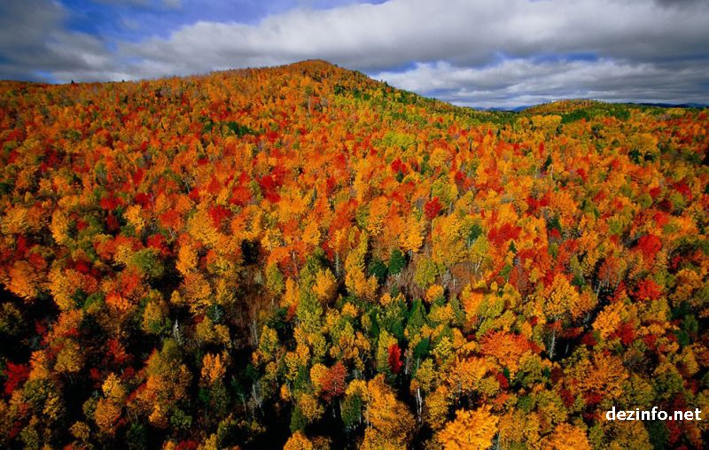 800x508, 112 Kb / осень, листья, лес, психоделика