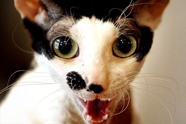 600x400, 92 Kb / кот, глаза