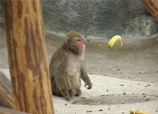 640x464, 198 Kb / обезьяна, банан, гипноз, левитация