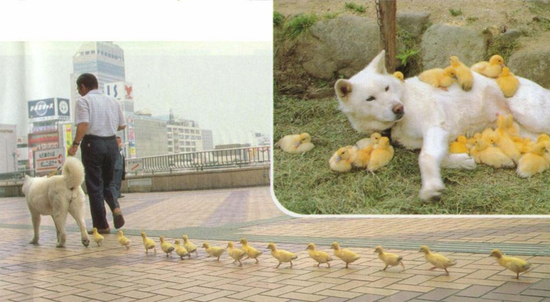 800x439, 182 Kb / собака, утята, мама