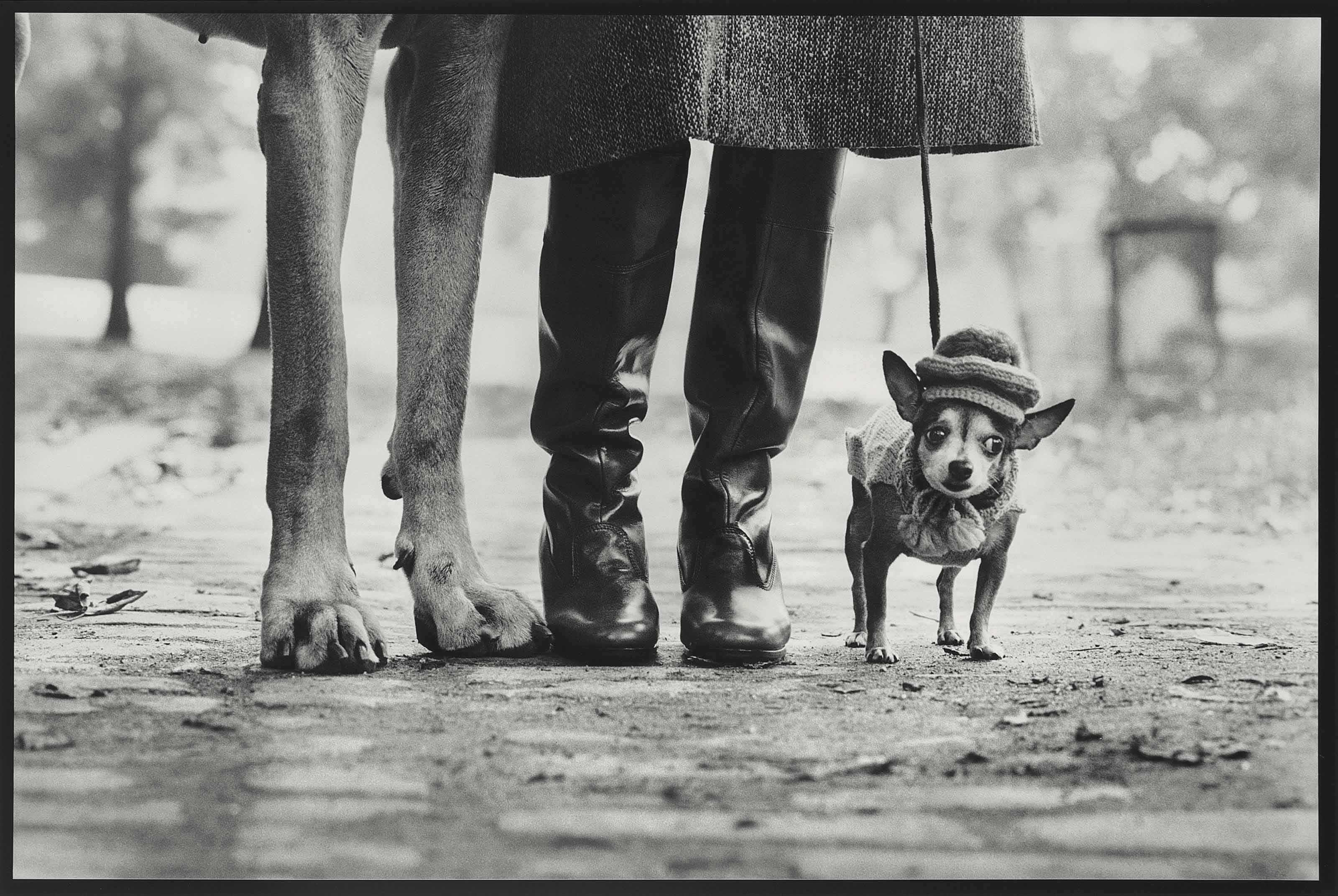 3200x2143, 487 Kb / собака, маленькая, ноги, лапы, сапоги, ч/б, шапочка, собаки