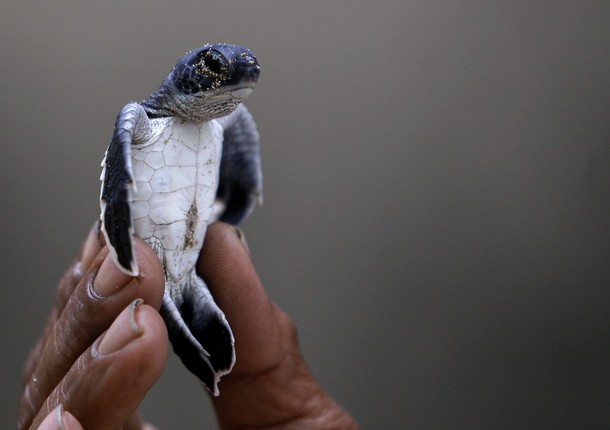 610x430, 37 Kb / черепашка, рука