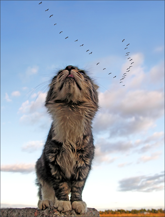 579x762, 180 Kb / кот, птицы