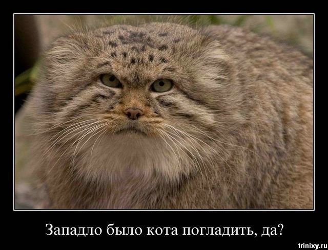 640x489, 61 Kb / кот, западло