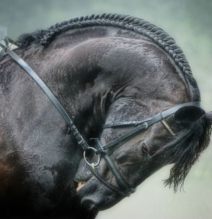 706x732, 95 Kb / конь, грива, коса