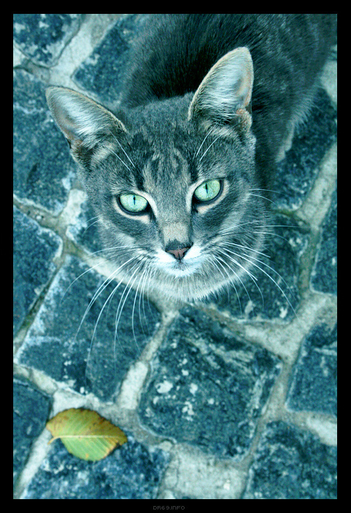 506x740, 243 Kb / кот, взгляд