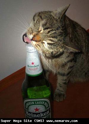 300x419, 21 Kb / кот, пиво