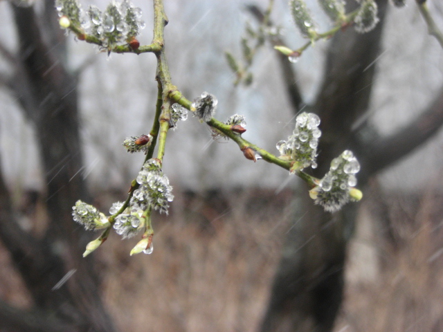 640x480, 144 Kb / дождь, почки, весна