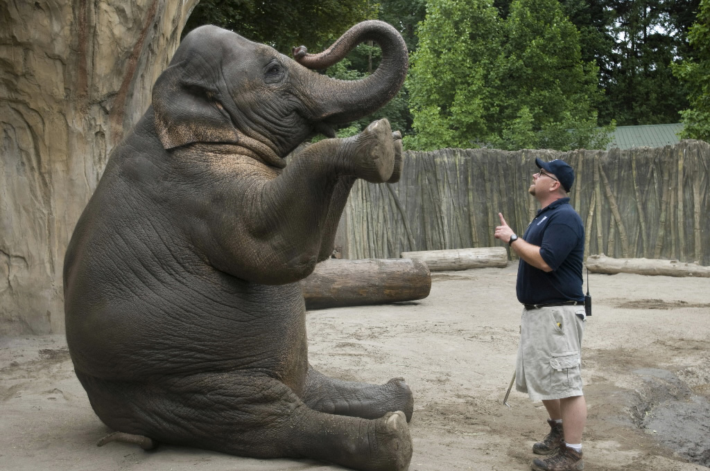 1024x680, 295 Kb / слон