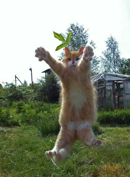 532x720, 55 Kb / кошка, листик, прыжок