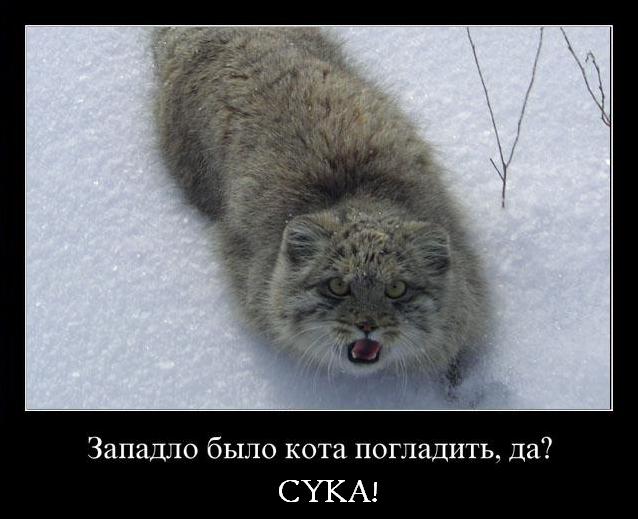 638x519, 43 Kb / кот, сука
