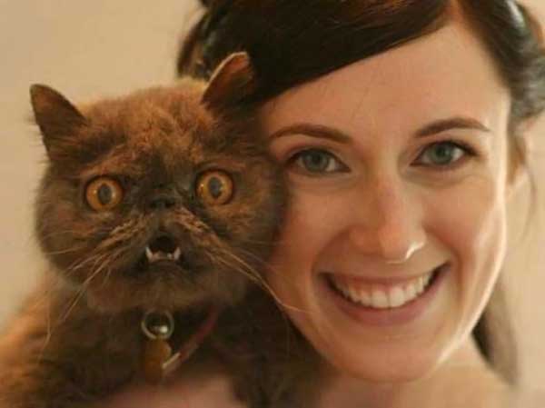 600x449, 15 Kb / кот, испуган, выражение, морда, улыбка