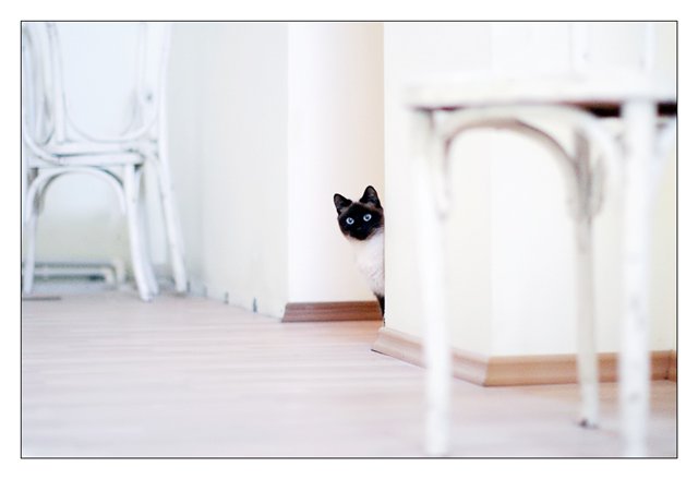 640x439, 22 Kb / кот, сиамский, белое