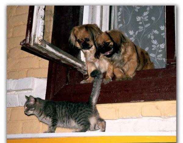 600x469, 46 Kb / кот, собаки, окно, хвост