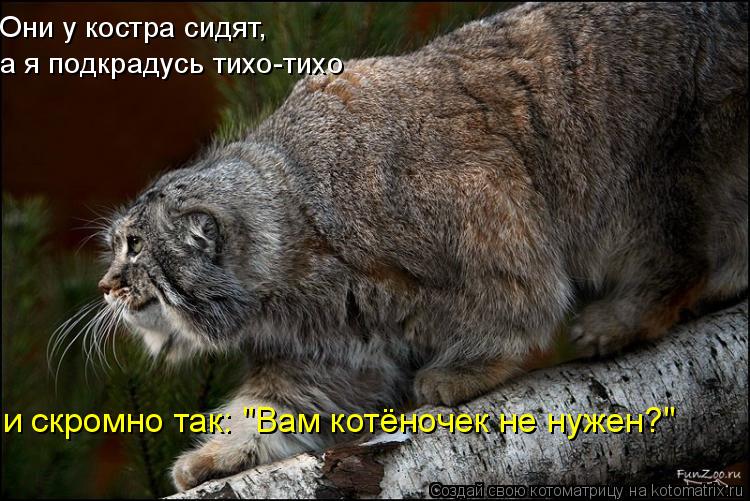 750x501, 88 Kb / манул