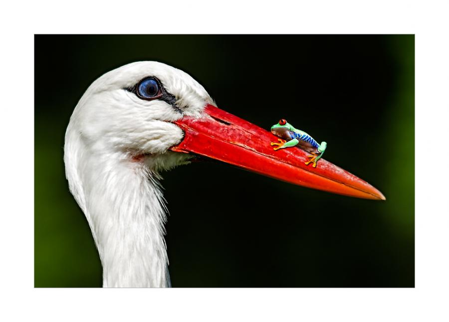 900x645, 39 Kb / цапля, лягушка