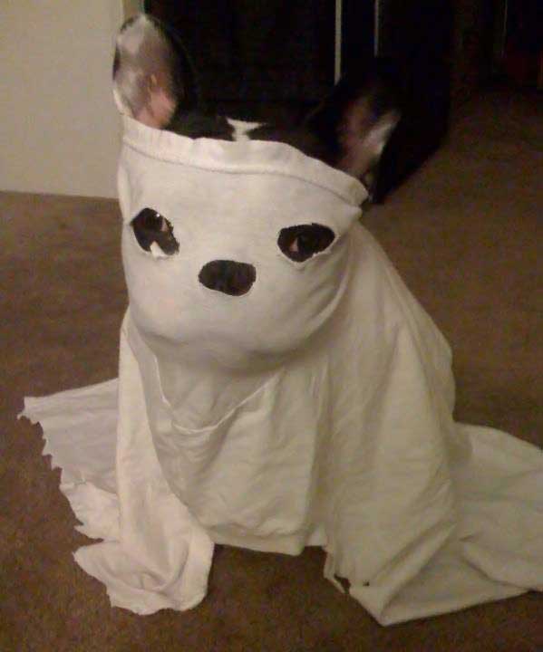 599x720, 22 Kb / собака, Ку-клукс-клан