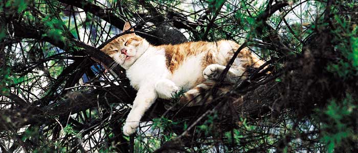 700x300, 51 Kb / кошки, греция