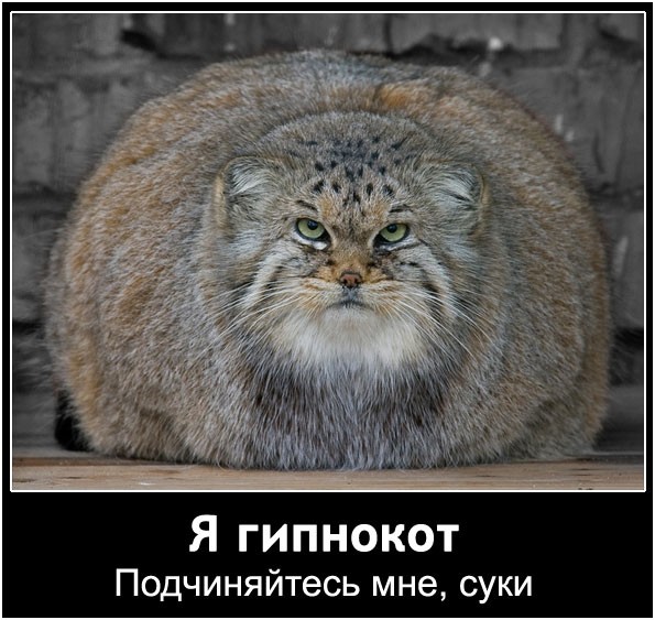 595x563, 98 Kb / манул