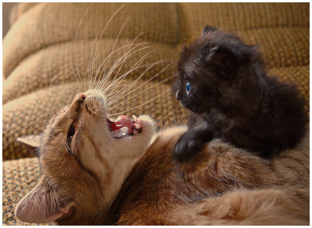 1000x730, 203 Kb / кошка, котёнок